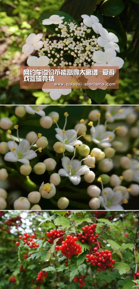 爱游戏体育竞猜